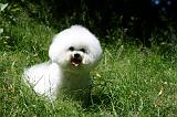 BICHON FRISE 598